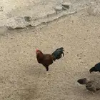 ديوكه مهجنه