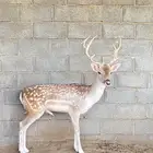ماعز للبيع الموقع بيشة