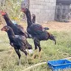 شامو الماني