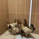 ديك عربي اصبل وديك بلدي و7من الدجاج بلدي