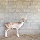 ماعز للبيع الموقع بيشة