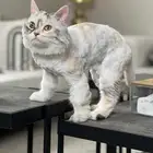 للبيع قط شرازي