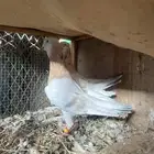 ذكر ريحان