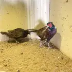 فزن ازواج منتجه للبيع