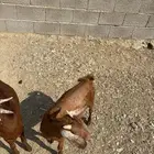 اعرض لكم بهم للبيع