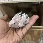 للبيع فرخ كروان البينو