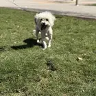 كلب مالتيز للبيع