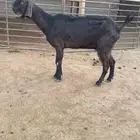 شاميات خصم دفيع