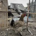 دجاج براهما