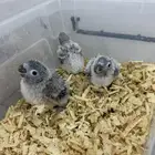 فروخ كنيور وفروخ كروان لمحبين الغر والهدد