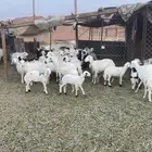 ضان للبيع