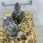 فروخ كنيور وكروان تقبل غر ومشروطه صحه وحجم