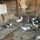 جوز بكيني والباقي سوداني الصحه شرط ماشالله