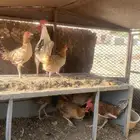 دجاج للبيع