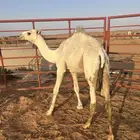 قعود للبيع