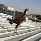 ديك باكستاني