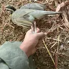 معورفات