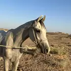 مهر شعبي
