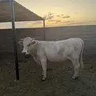 ثار هولندي