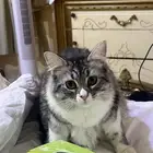 قطه للتبني