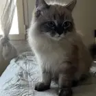 ذكر شيرازي العمر 4 شهور