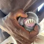 نعاج حيل وفحل مشروط