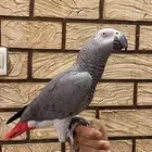 كاسكو افريقي ( كبتن كلام ) ( تم البيع )