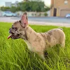 فرنش بولدج french bulldog