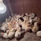 صوص دجاج بلدي (تم البيع )