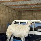 خروف بلدي مشروط