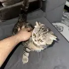 بسس اسكتش لتبني