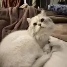 قطه للتبني