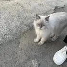 قطوه ضايعه