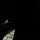 عصفور كنيور أليف وهدد