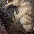 قط للتبني حي بدر بالدمام