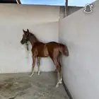 مهر واهو خط جمال للبيع