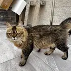 قطه للتبني هجين سكوتش هيملايا