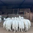 خرفان وسط كفوو