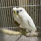 زوج بادجي البينو