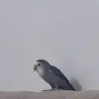 روز ب300 هدد داخلي اليف