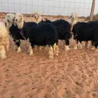 للبيع خمس رخال نجد نوادر