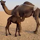 خلفه مجهم تحلب بربطب ولبن واجد ماتحترك بربط