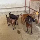 تيوس وخرفان بلدي