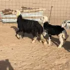 شاتين خلفه ودافع تبي تلد