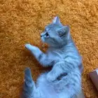بس قطوه سكوتش