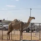 بكره حقه باتليه