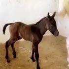 فرس مع بنتها مهرة