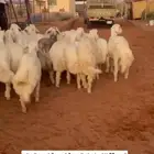 تم البيع عرضين العمر 6 شهور مغلق والعرض الثاني 10 فل