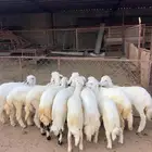 خرفان ورخال كاو