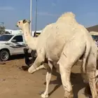 بكره توه طلعه ثنيه مشروطه من جميع شي وبدون شريحه
